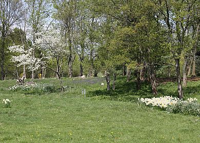 Eine grüne Wiese an der Mosel in Bernkastel-Kues auf dem Kueser Plateau. 