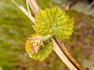 Weinreben