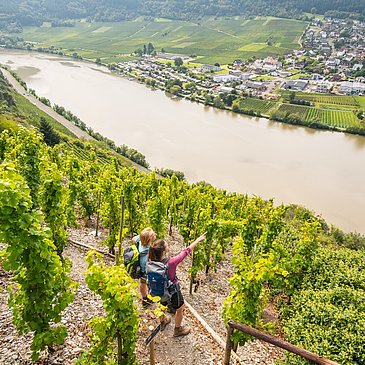 Blick auf die Mosel bei Mehring