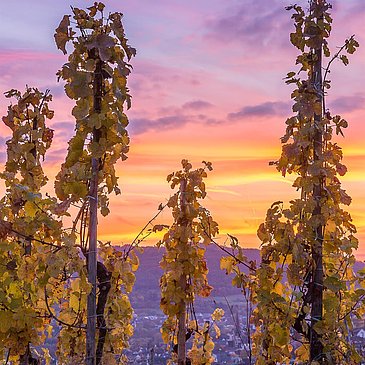 Sonnenuntergang an der Mosel