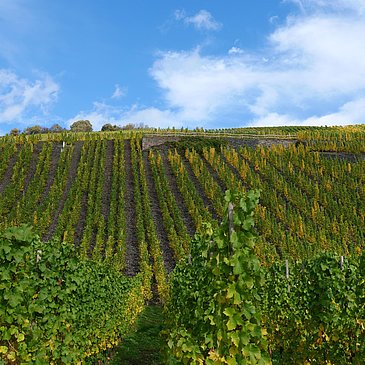 Weinberge an der Mosel