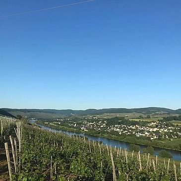 Schöner Ausblick auf die Mosel in den Weinbergen