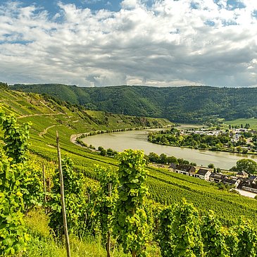 Ausblick vom Moselsteig auf die Mosel bei Leiwen