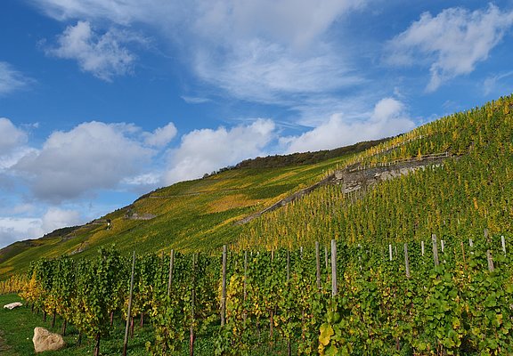 Weinberge an der Mosel