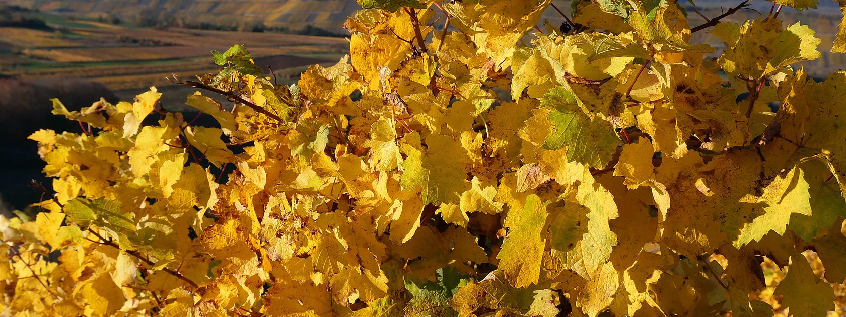 Weinberge im Herbst