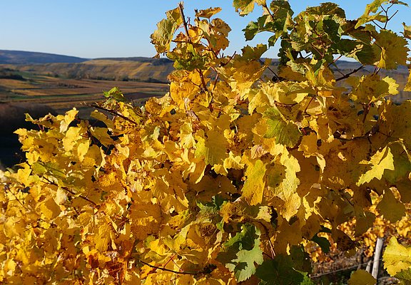 Weinberge im Herbst