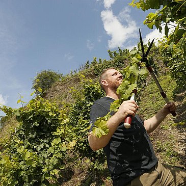 Rebschnitt im Weinberg
