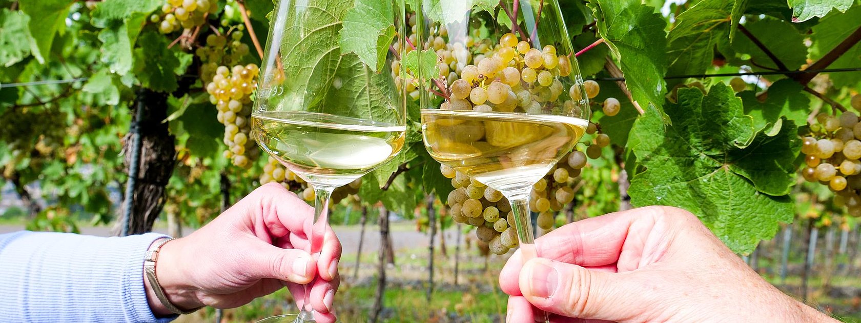 Wein genießen