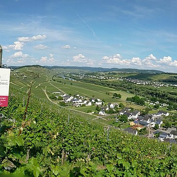 Ausblick auf Kesten von einem unserer Weinberge