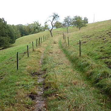 Wiesenweg durch Weideflächen mit alten Obstbäumen am Sirzenicher Bach