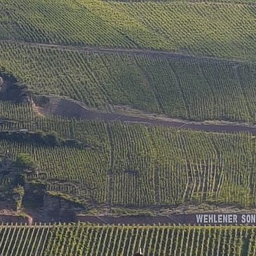 Aussicht auf Weingut  Wehlener Sonnenuhr
