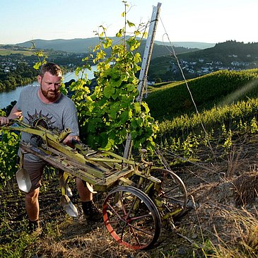 Weinbergsarbeiten