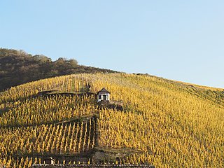 Doctorweinberg
