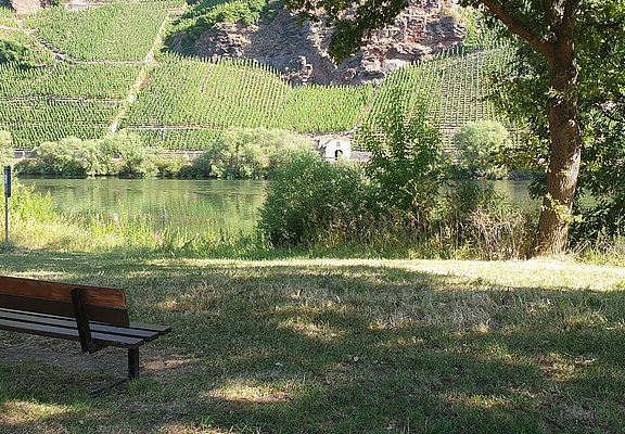 Moselufer bei Erden