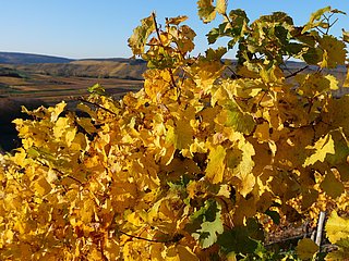 Moselweinberge im Herbst