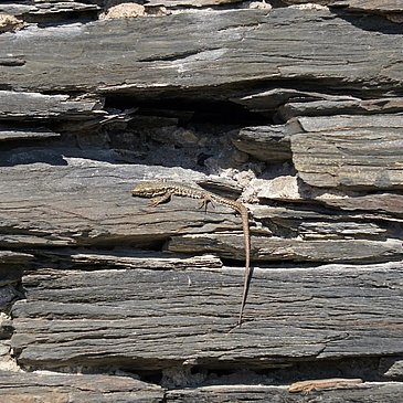 Eidechsen in Weinbergsmauer