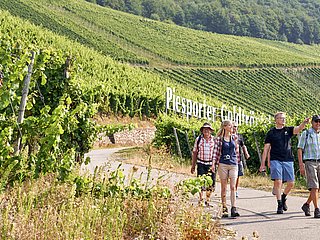 Wandern durch die Lage "Piesporter Goldtröpfchen"