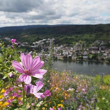 Blumen inmitten des Weinbergs