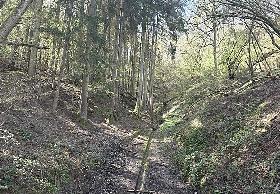 Waldweg zum Brunnen