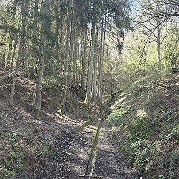 Waldweg zum Brunnen