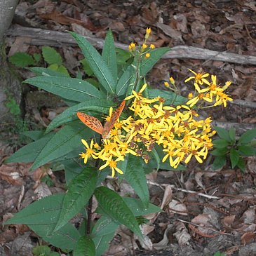 Wildblume am Wegesrand