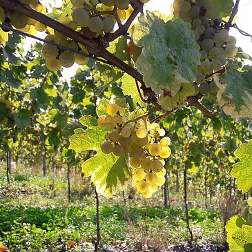Weingut-Trauben
