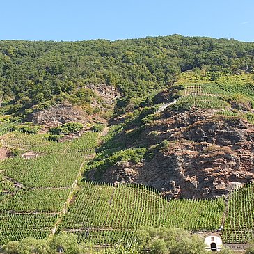 Blick auf die Weinberge gegenüber von Erden