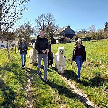Wandern mit Alpakas