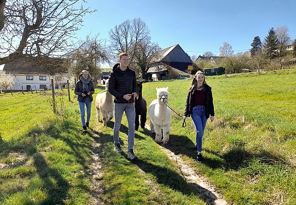 Wandern mit Alpakas