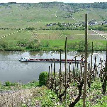 Blick auf die Mosel