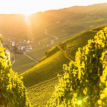 Weinberge