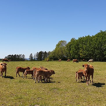 Kühe am Wegrand