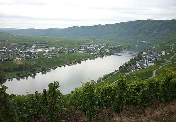 Die Mosel bei Piesport