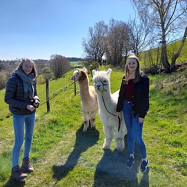 Alpaka-Trekking in Kleinich - Ausflug