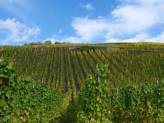Weinberge an der Mosel