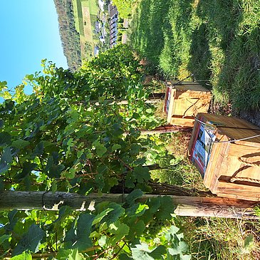 Weingut Kochan & Platz Schnitzeljagd