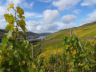 Weinberge in Graach an der Mosel