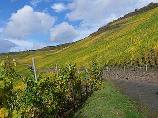Weinberge an der Mosel