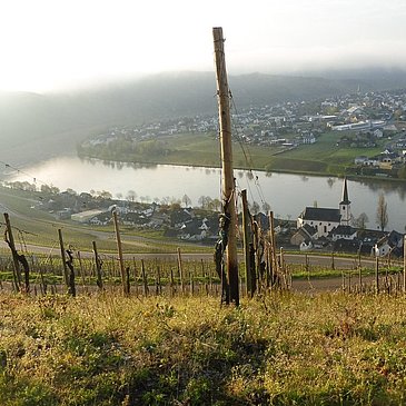 Bild aus Goldtröpfchen.1