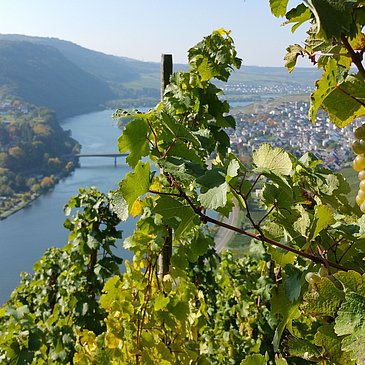 Weinreben mit Ausblick auf Mehring