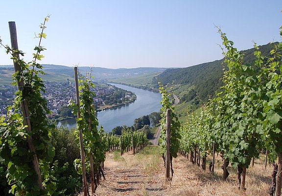 Blick auf Neumagen Dhron