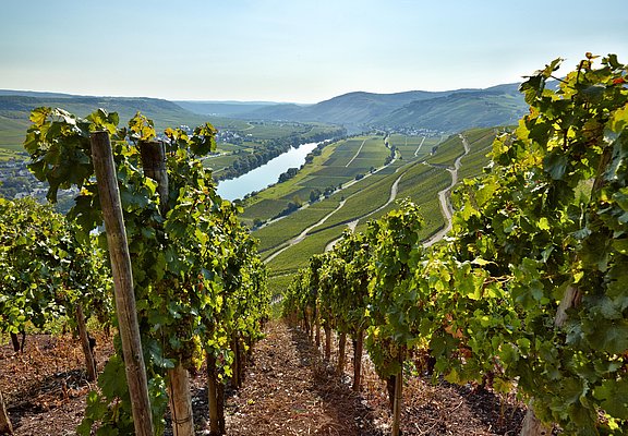Weinberge in Kesten
