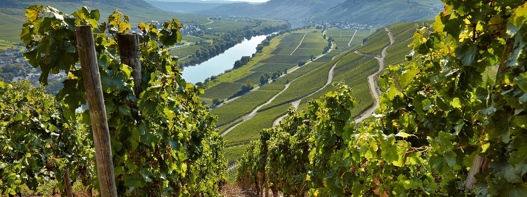 Weinberge in Kesten